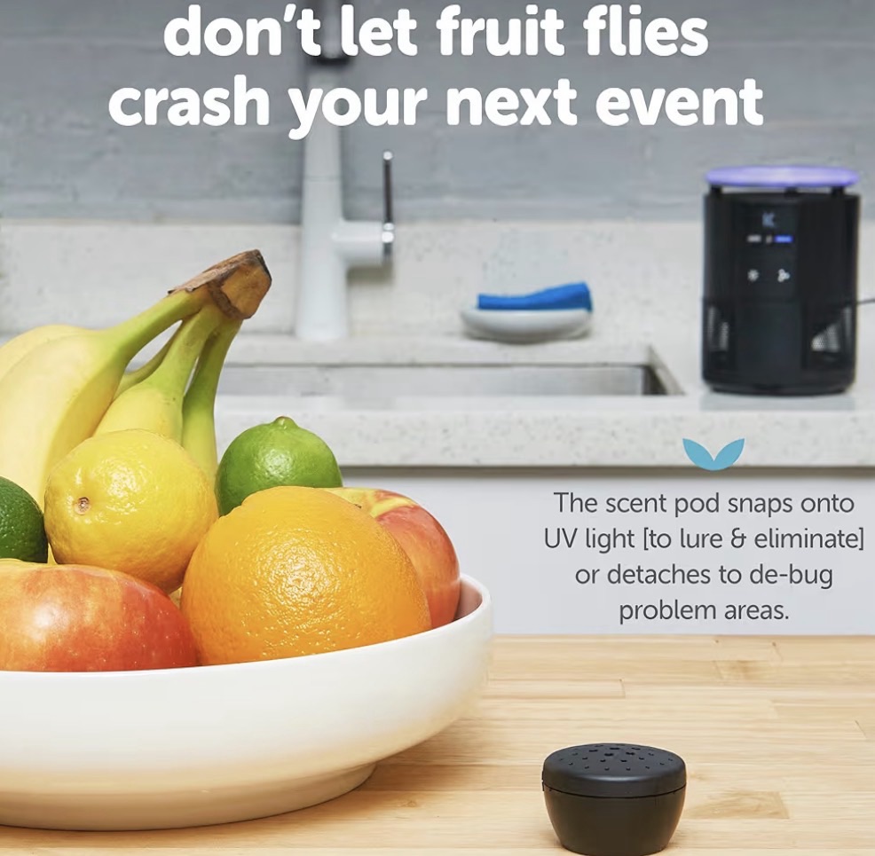 Best trap for fruit flies katchy duo