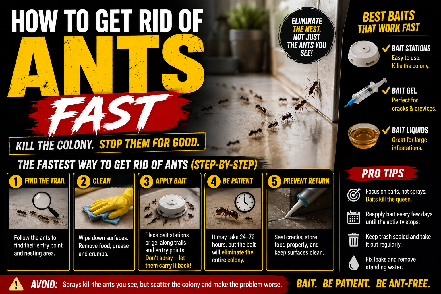Getting Rid of Ants Fast: The Step-by-Step Guide That Works