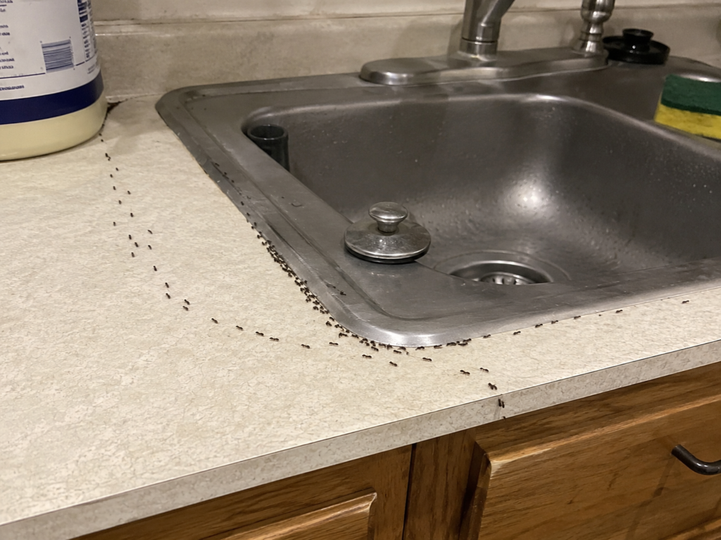 Ants all over my counter near the sink