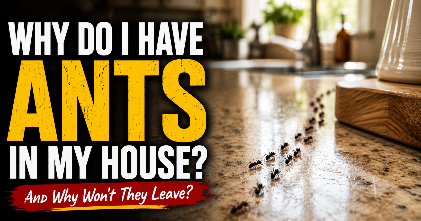 Why Are Ants Suddenly in My House — And How Do I Stop Them?