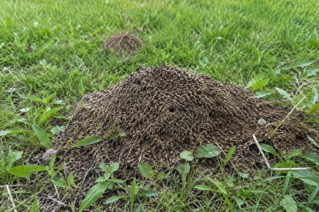 Huge ant hills in my backyard
