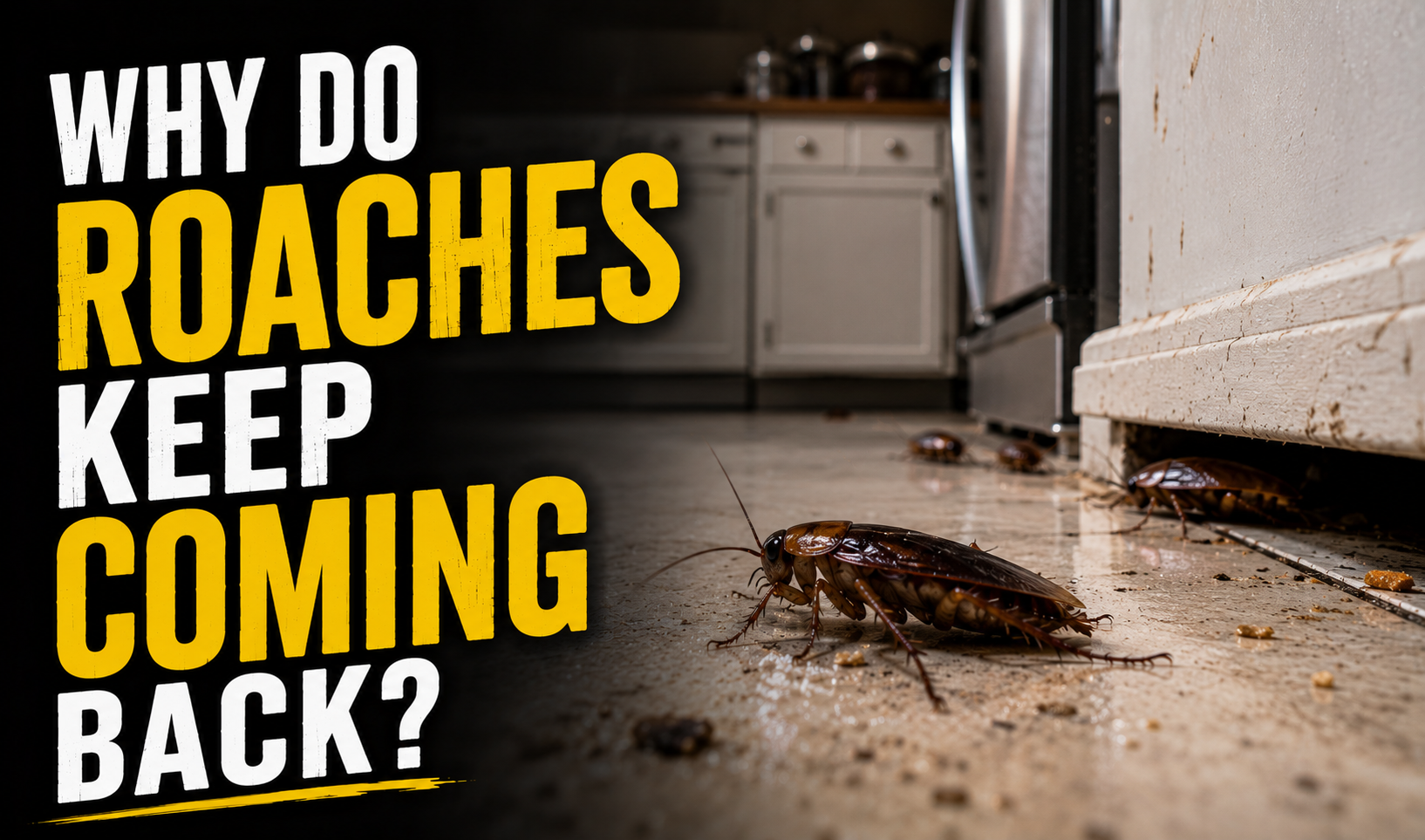 Why Do Roaches Keep Coming Back? Common Reasons Explained