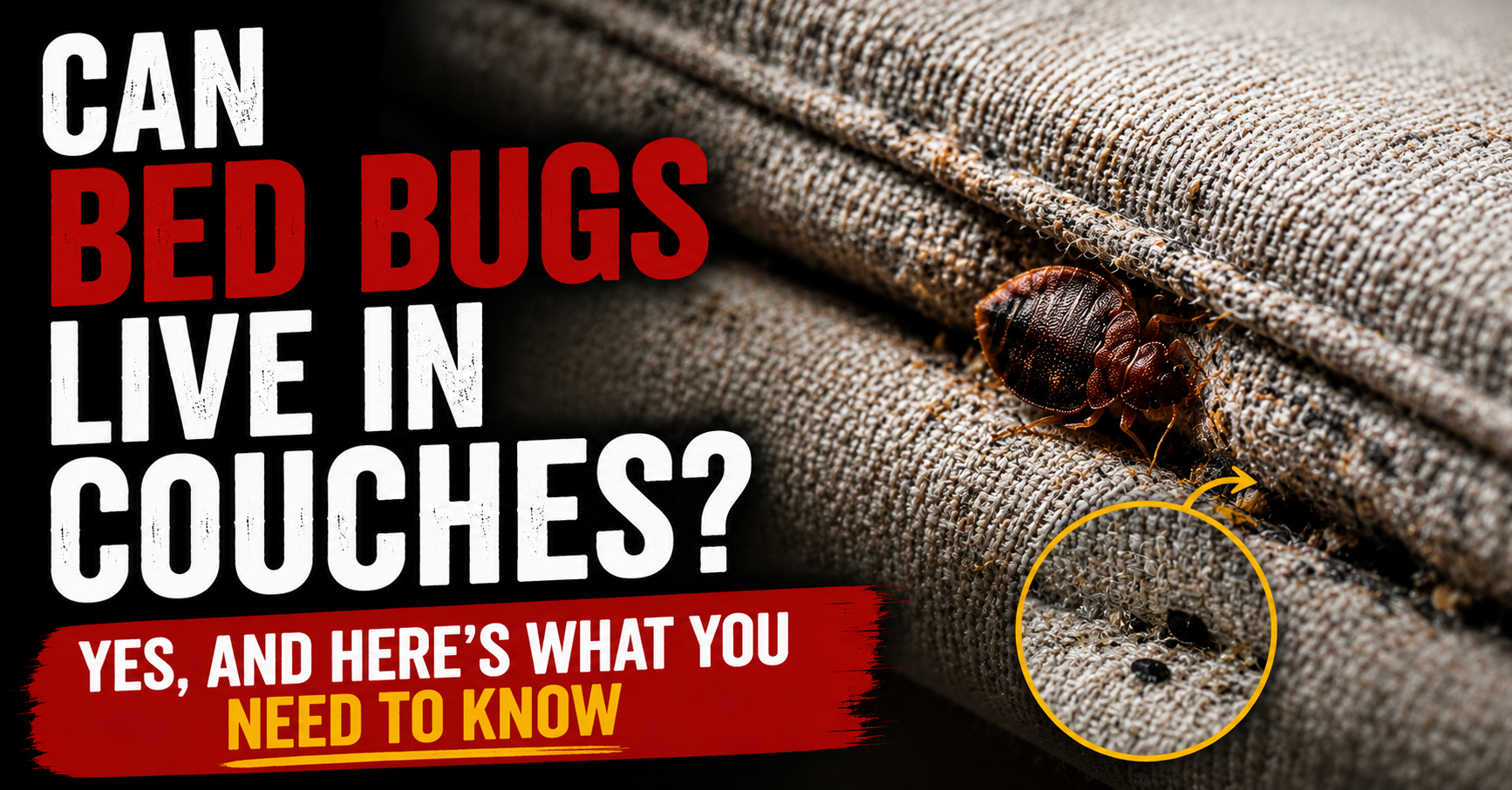 Can Bed Bugs Live in Couches? Here’s What to Check