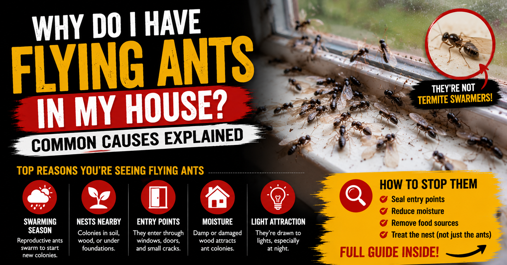 Why Do I Have Flying Ants in My House? Common Causes Explained