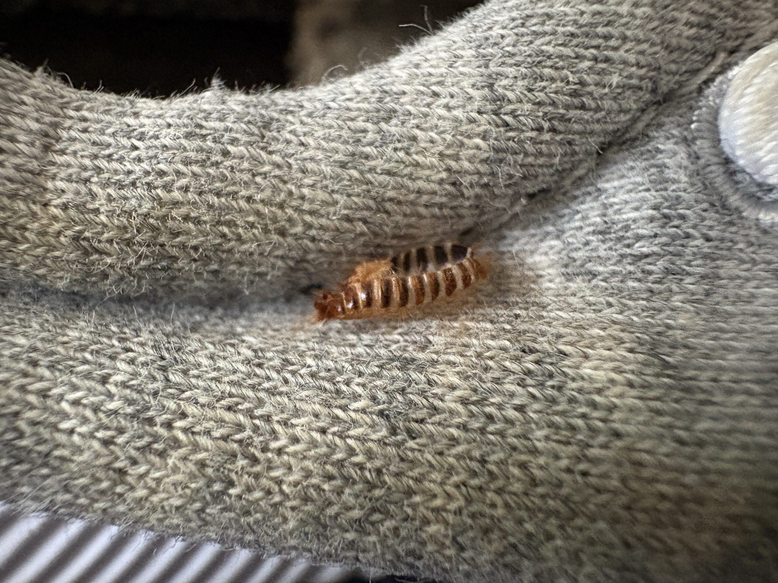 Carpet beetle larvae shredded exoskeleton