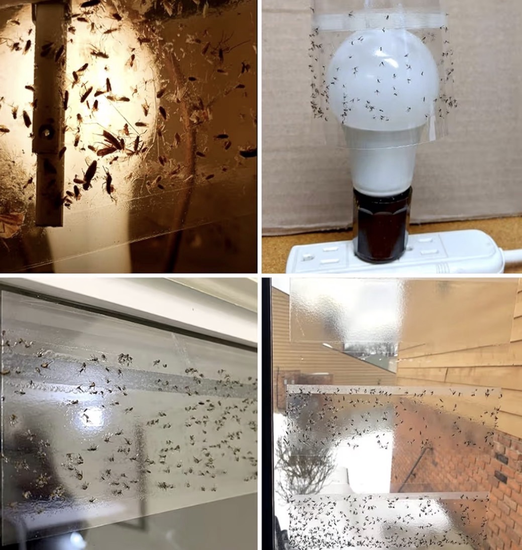 Sticky fly traps on various household items 