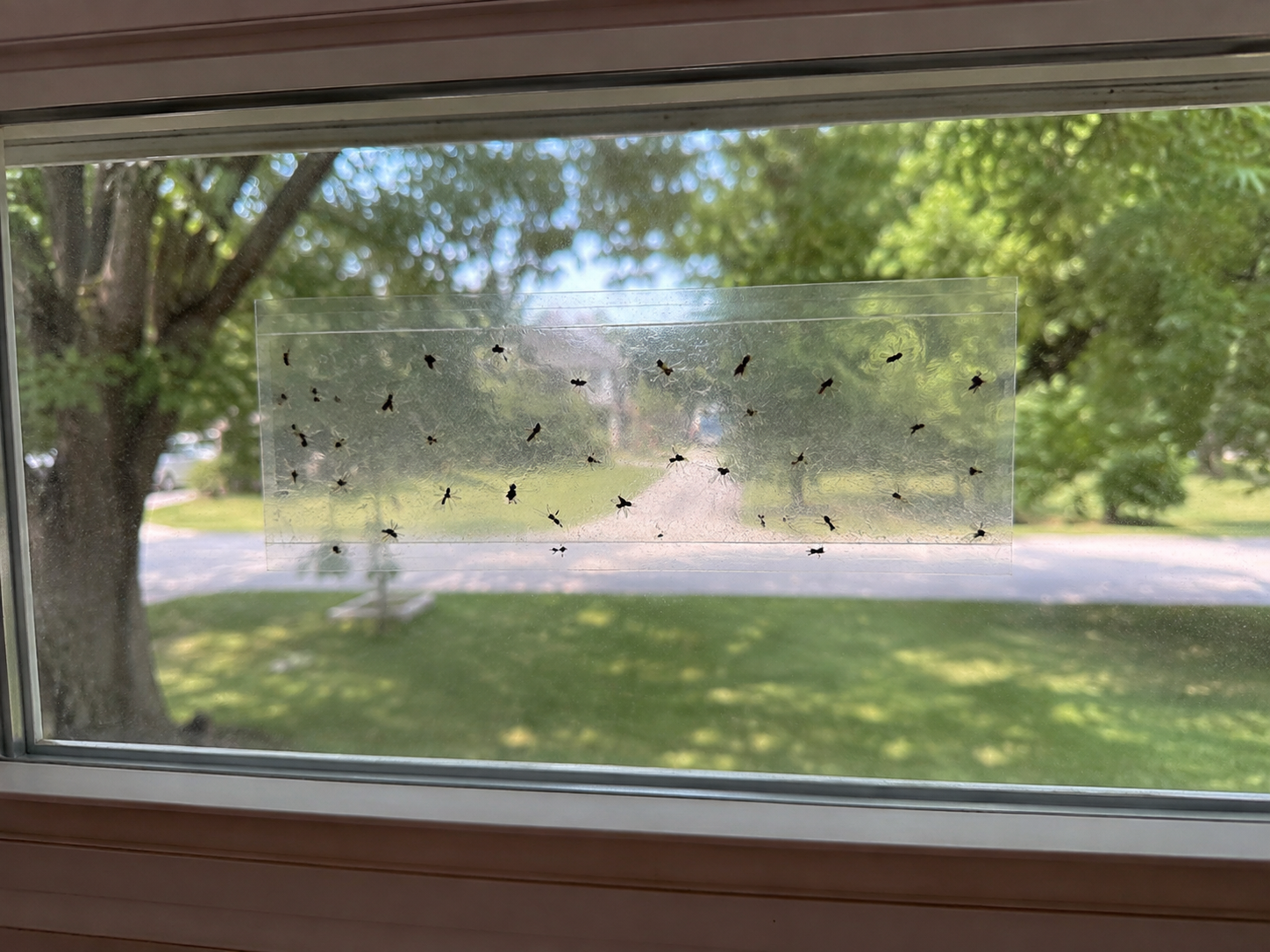 Window fly trap in action  it really works 