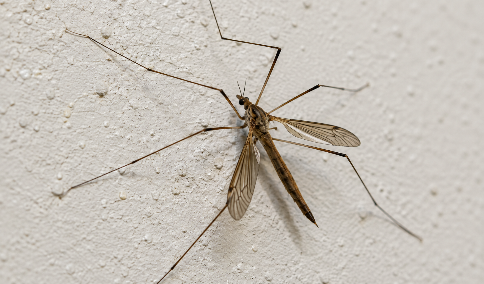 Crane fly 