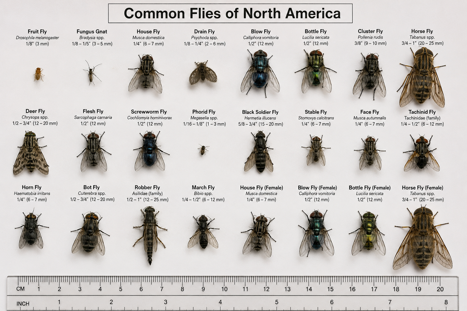 Common flies of North America chart