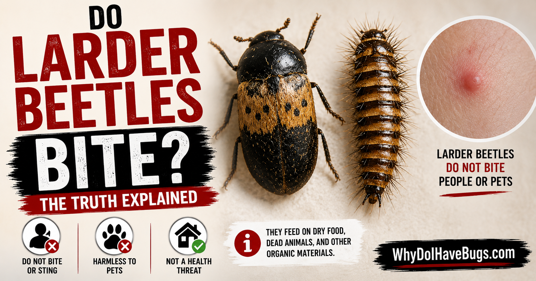Do Larder Beetles Bite? The Truth Explained