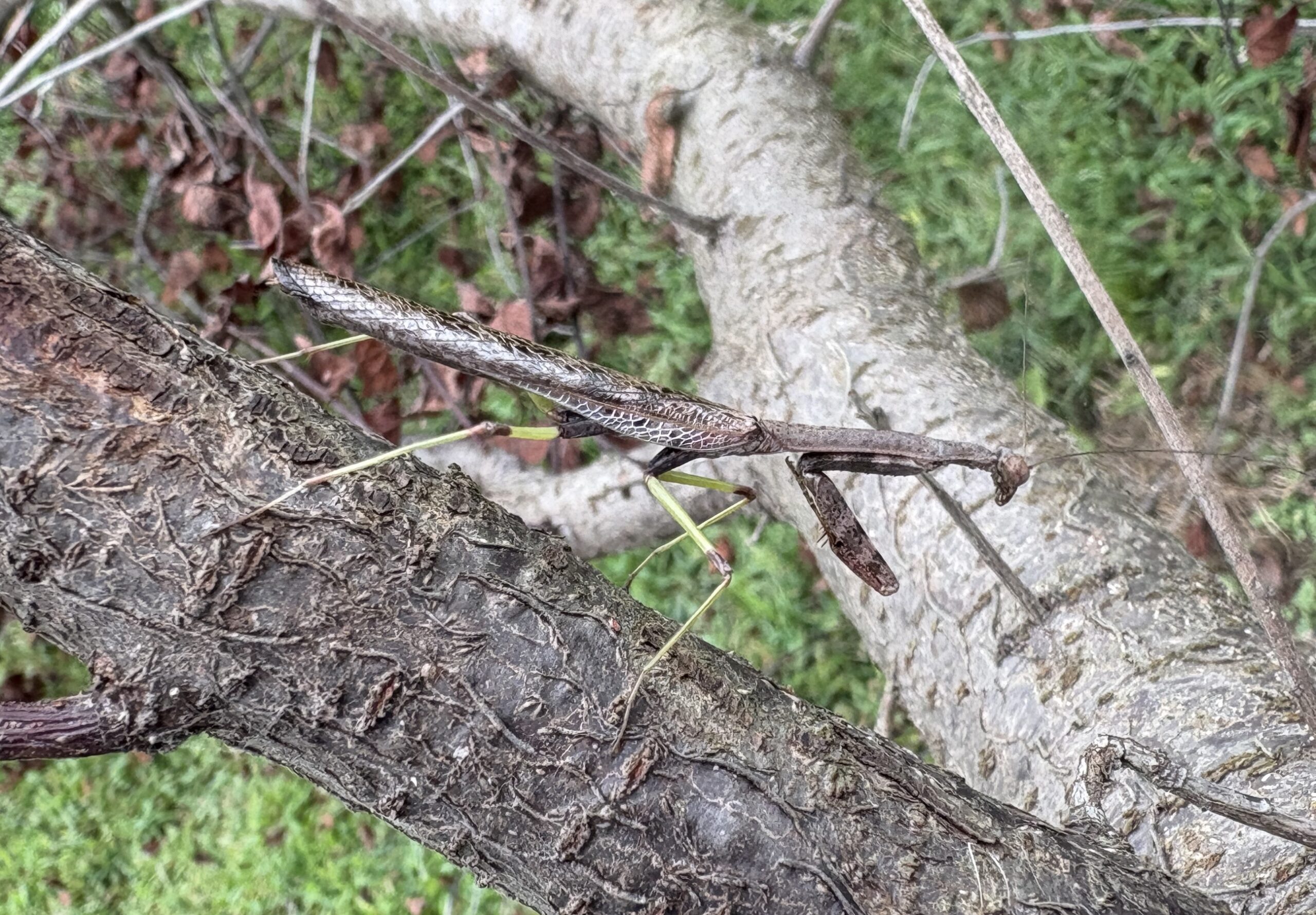 Praying mantis camouflage on a tree branch 
