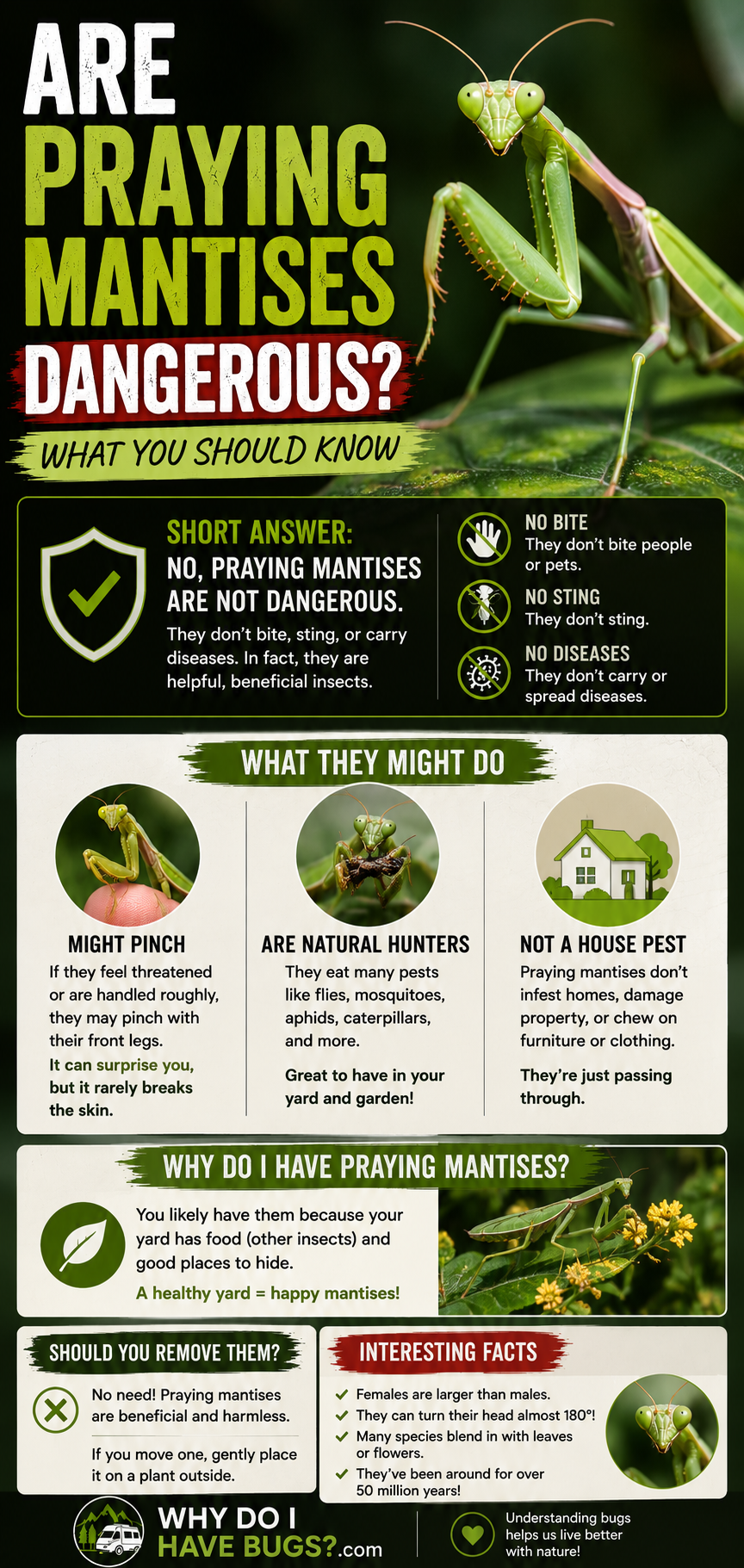 Are Praying Mantises Dangerous? What You Should Know