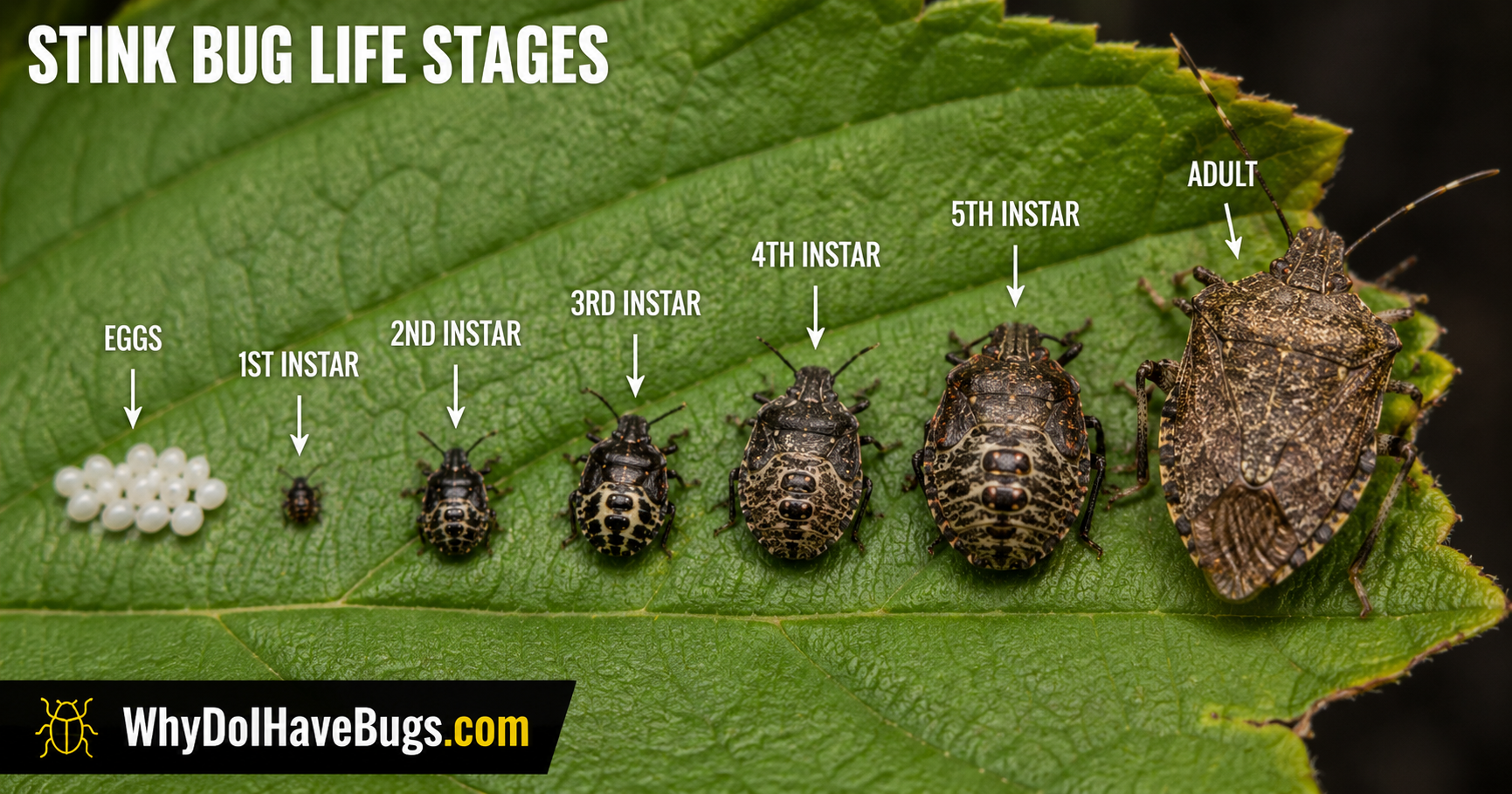 Stink but life stages
