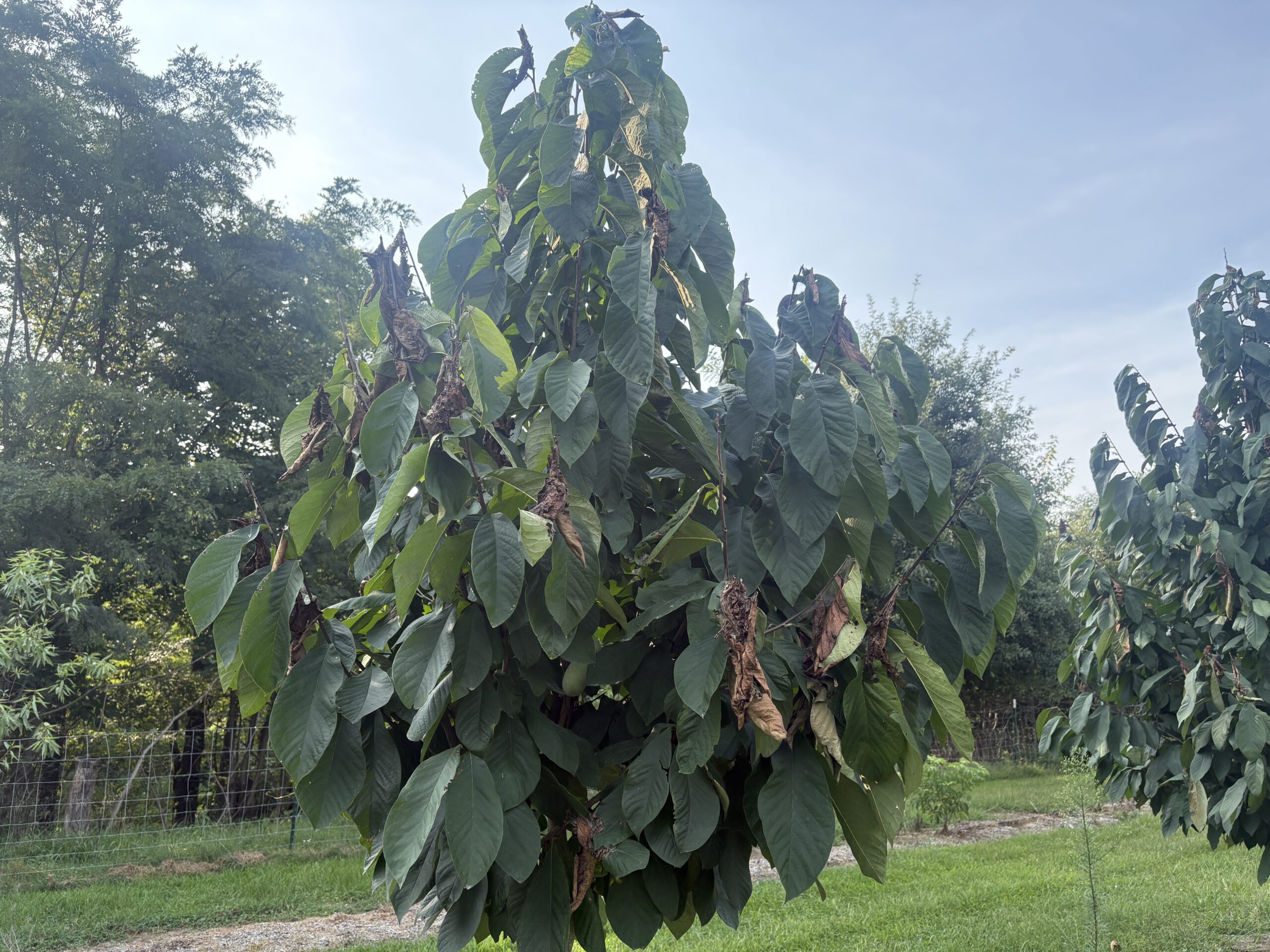 Female cicada Lag eggs in tree branches which cause flagging