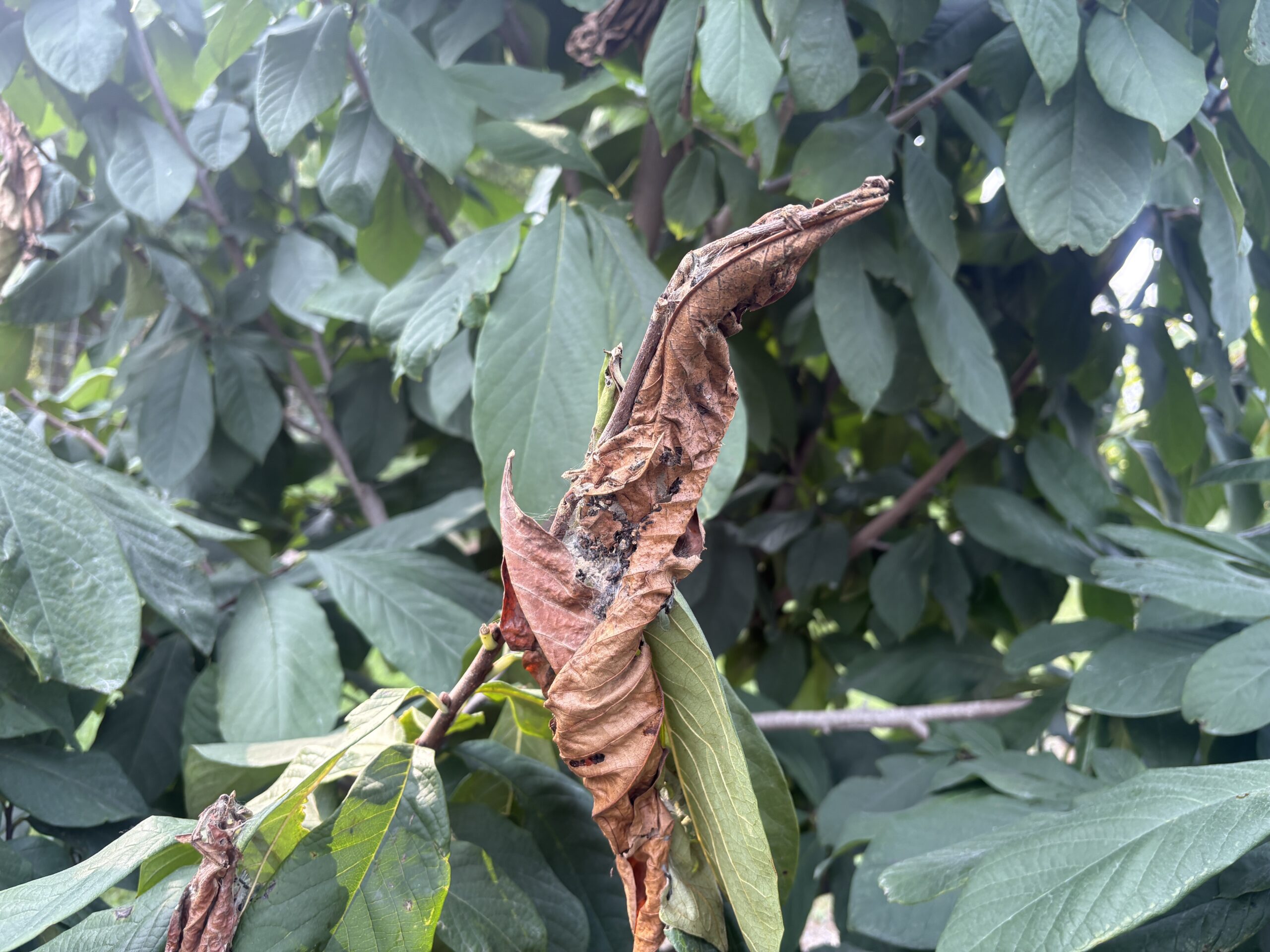 Cicada damage to pawpaw trees 