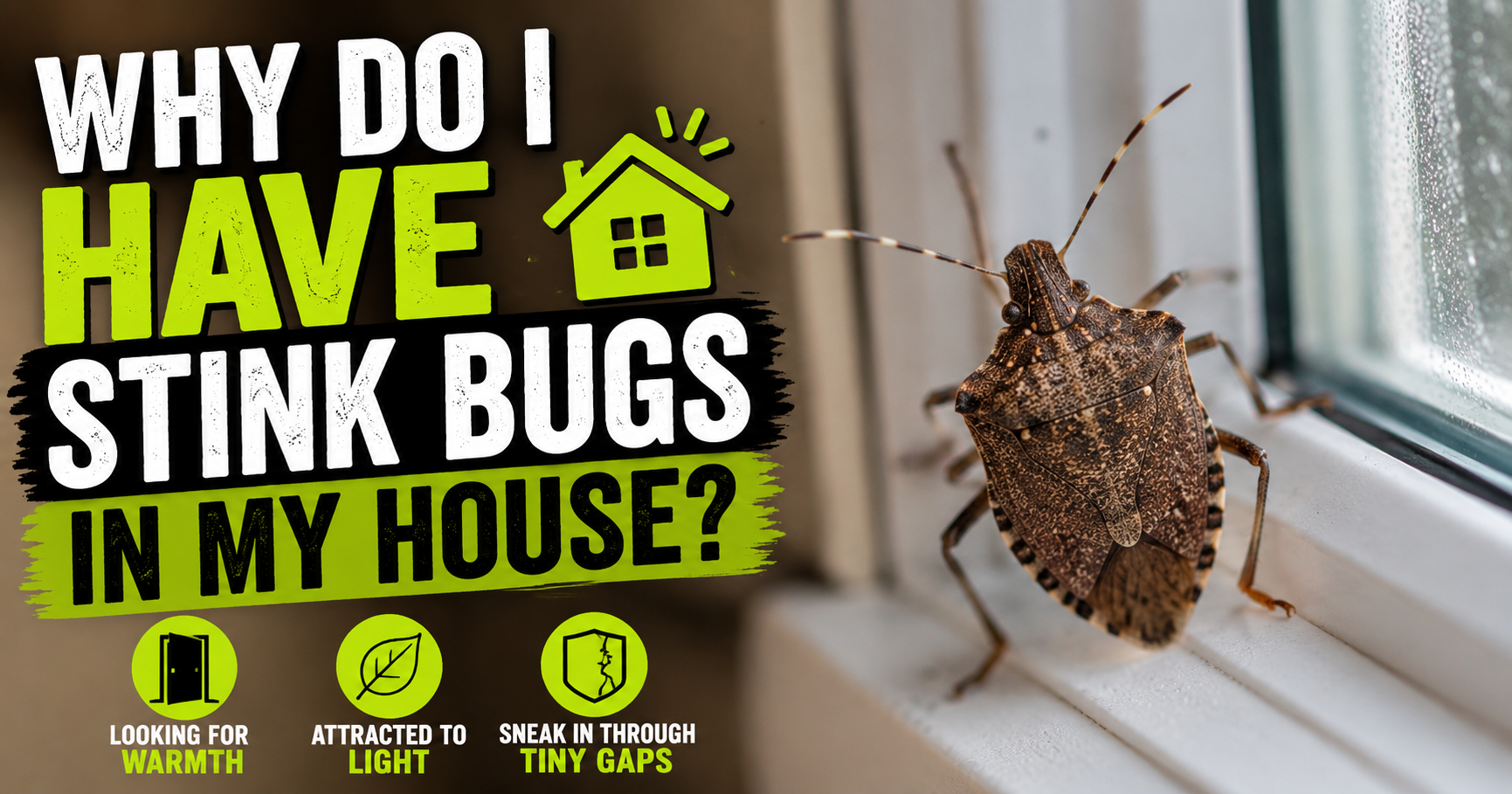 Why Do I Have Stink Bugs in My House?