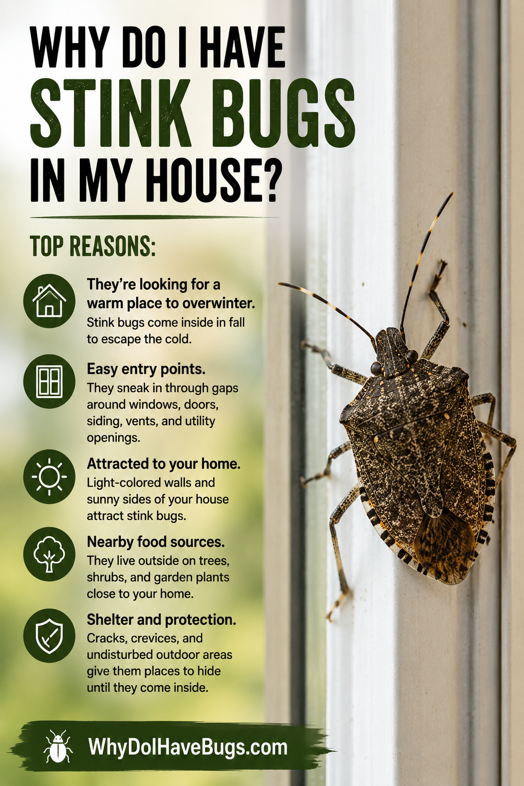 Why Do I Have Stink Bugs in My House?