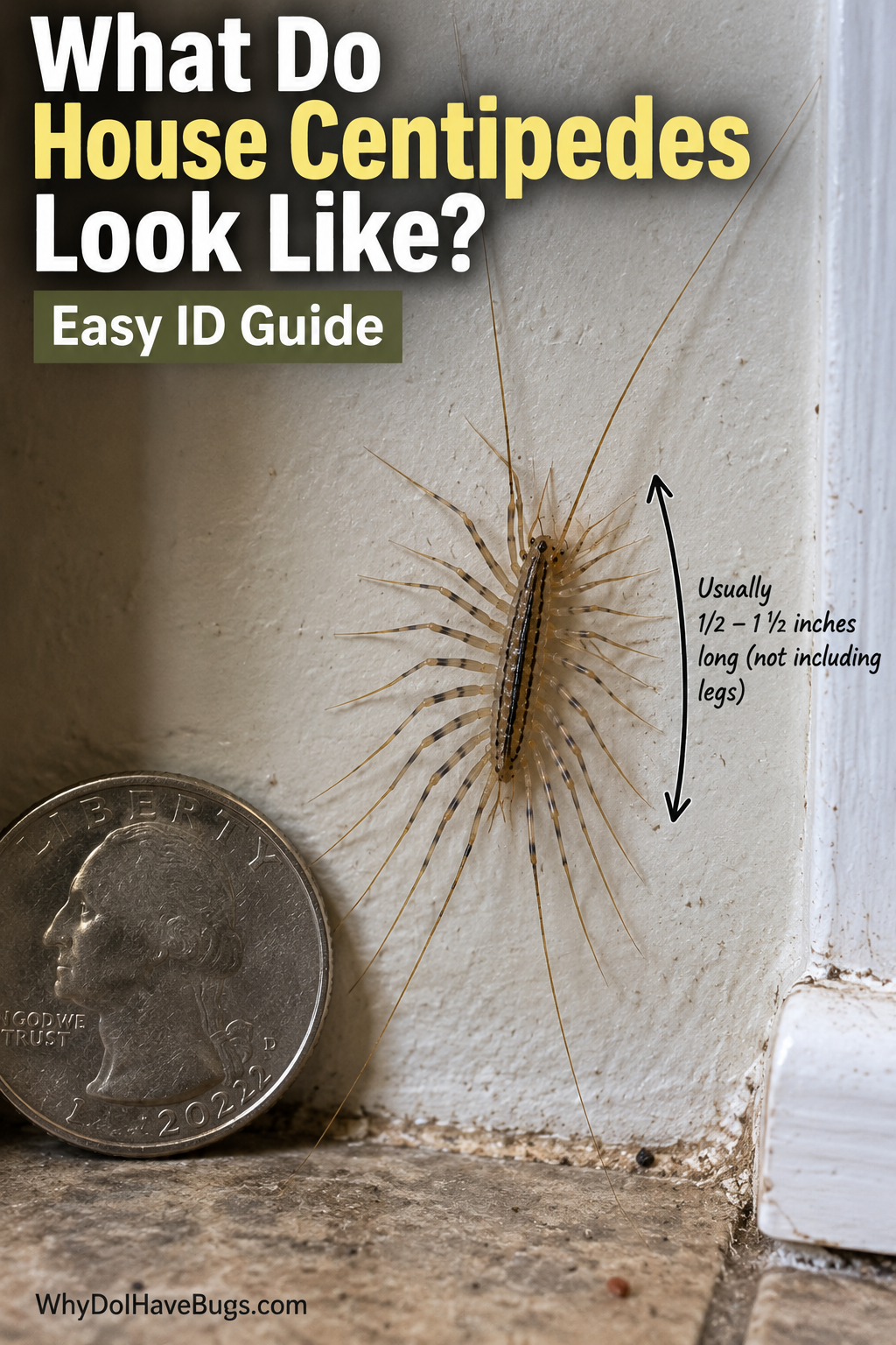 What do house centipedes look like? 