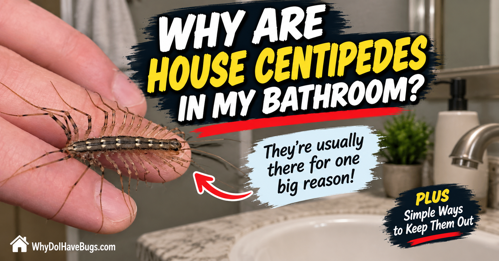 Why Are House Centipedes in My Bathroom?