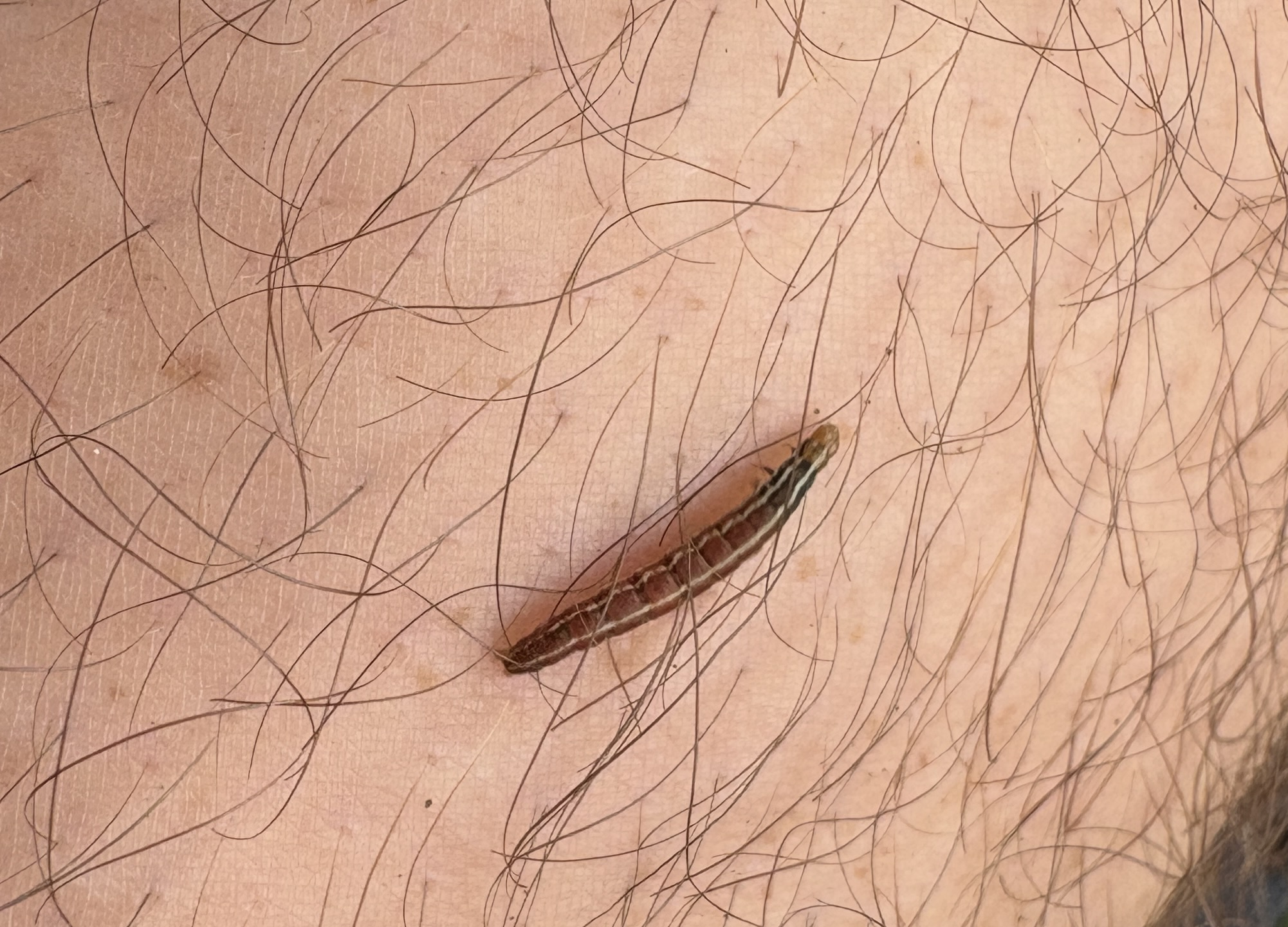 Baby maple worm caterpillar 