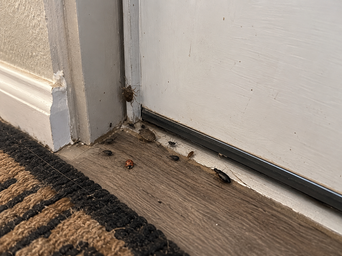 Bugs coming in under the door 