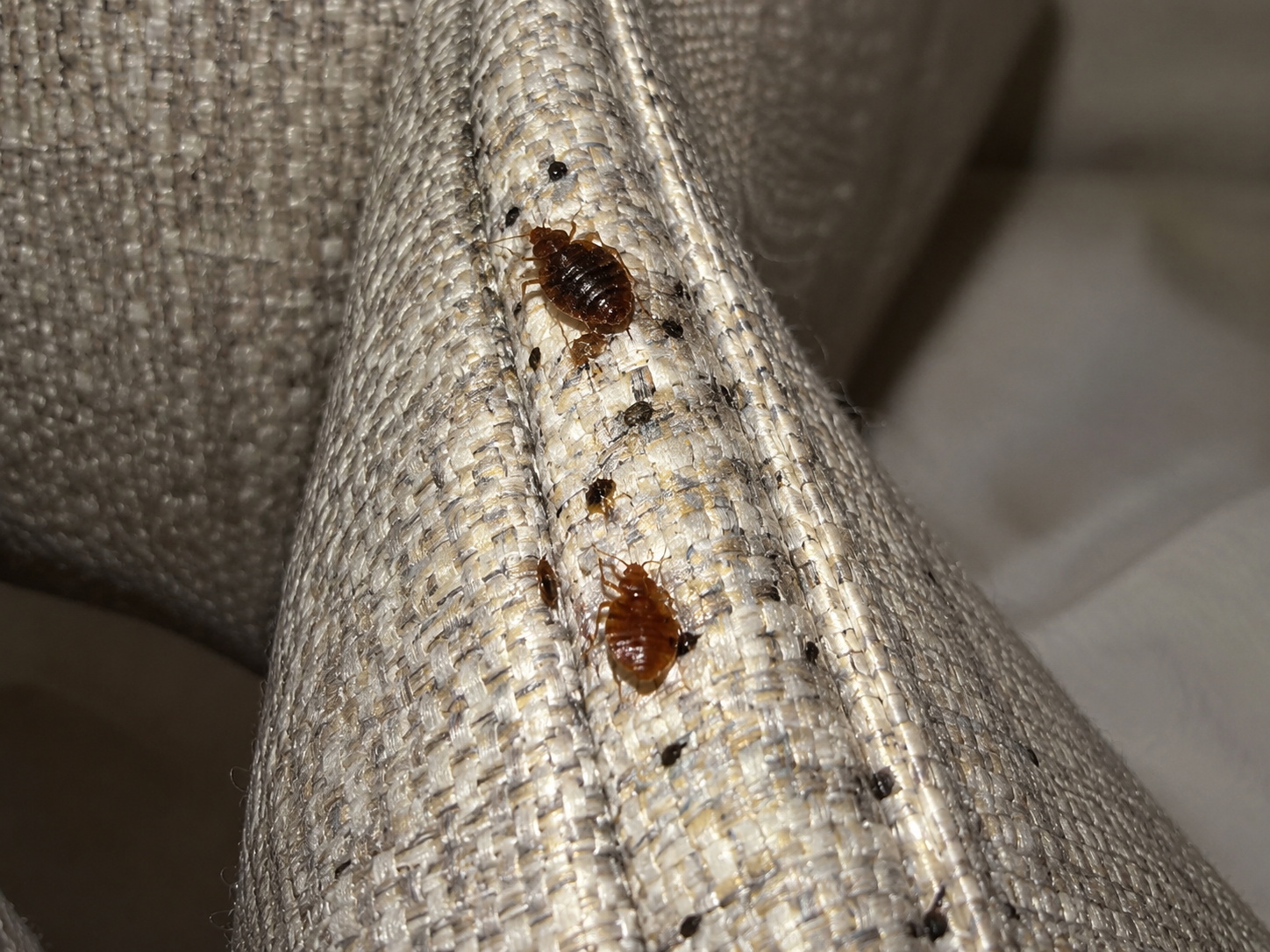 Bed bugs on furniture 