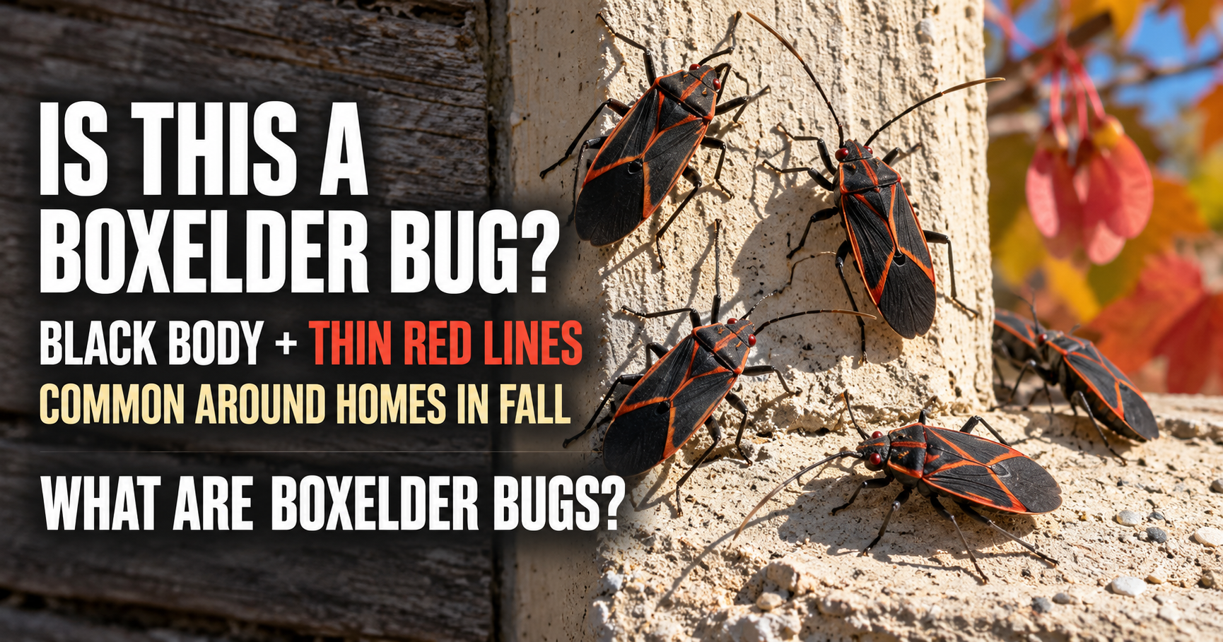 What Are Boxelder Bugs? Easy Identification Guide