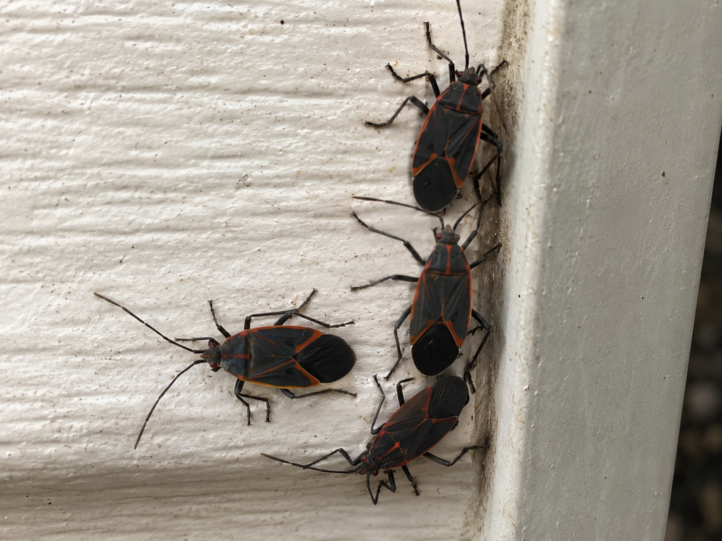 4 boxelder bugs