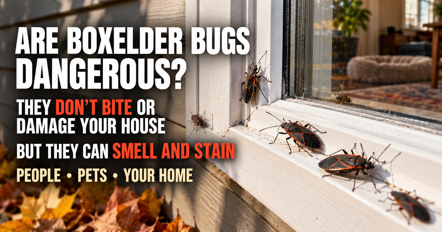 Are Boxelder Bugs Dangerous to People, Pets, or Your Home?