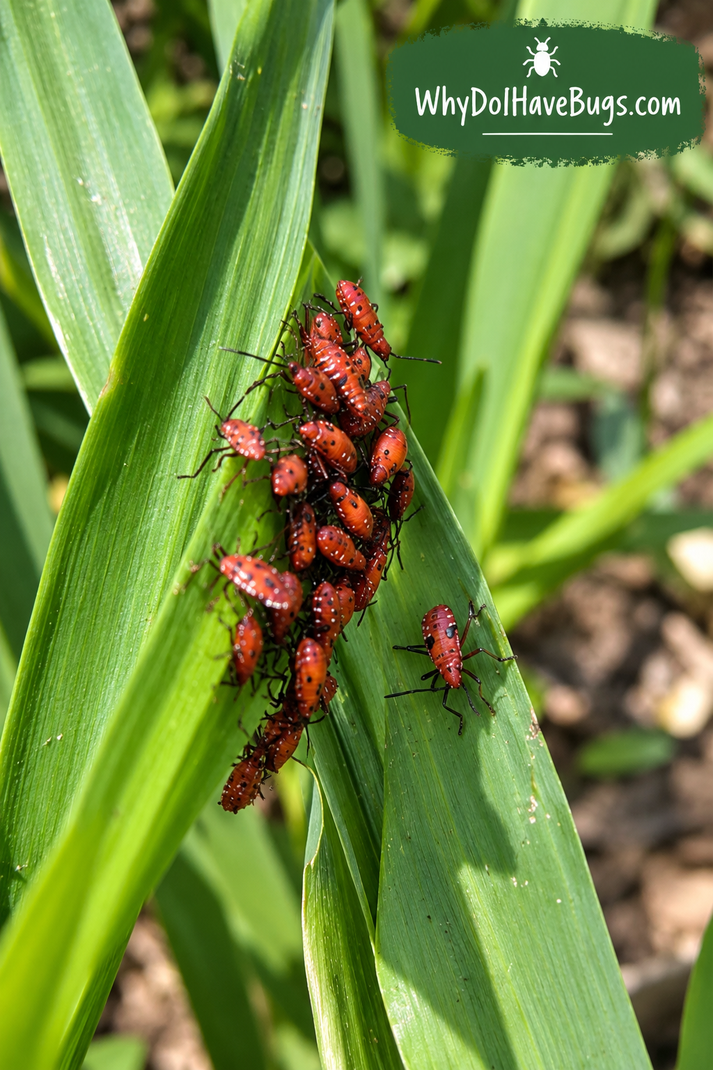 Baby box elder bugs